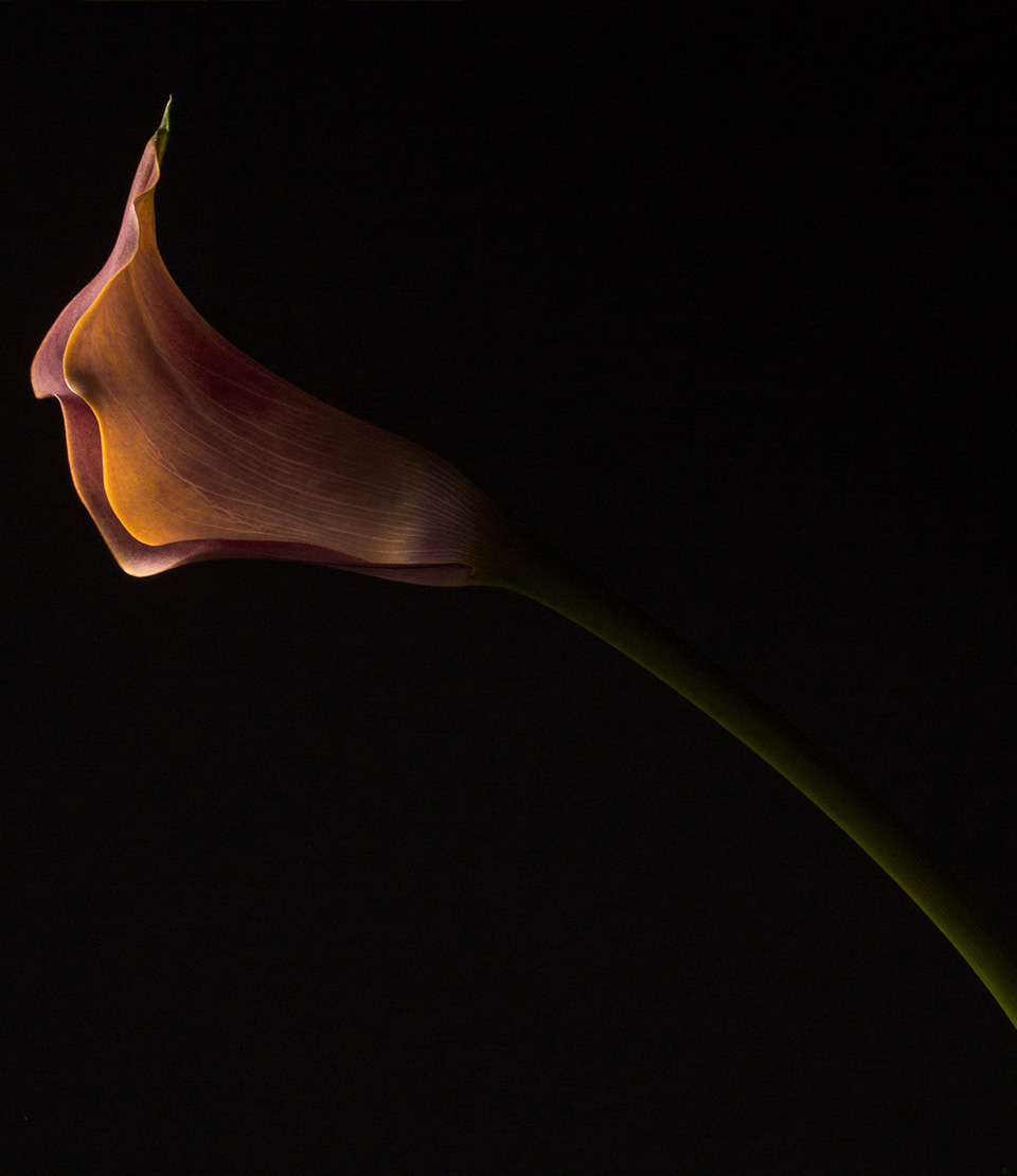 Early Addiction Floral