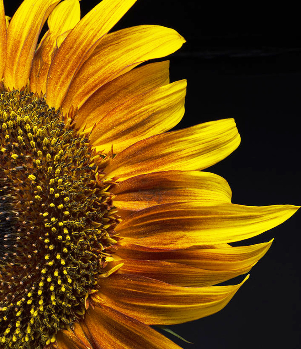 Whole'istic Cream_Sunflower_RS_O